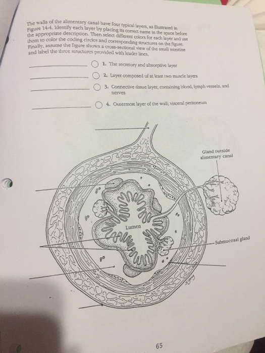 solved-e-svalls-of-the-alimentary-canal-have-four-typical-chegg