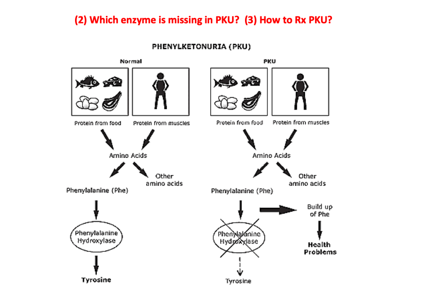 Solved Newborn Screening A young man with phenylketonuria