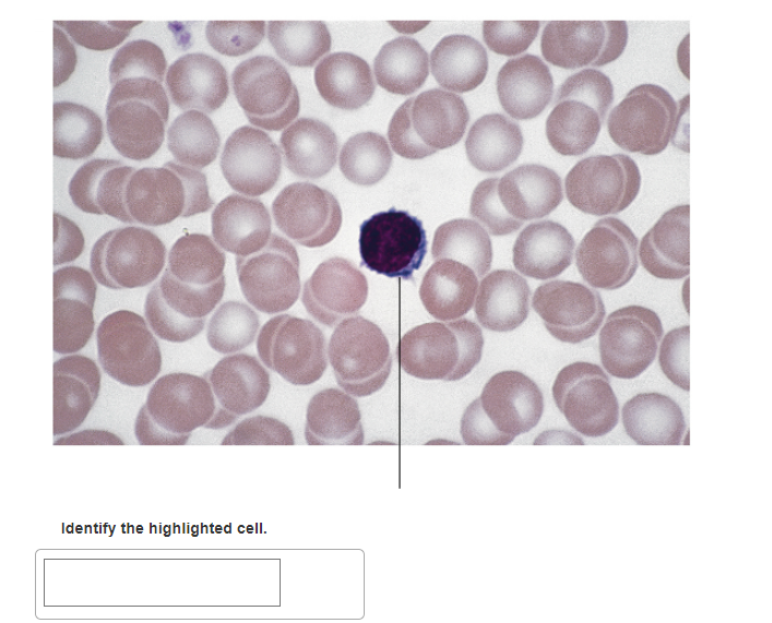 solved-a-co-identify-the-highlighted-structure-identify-chegg