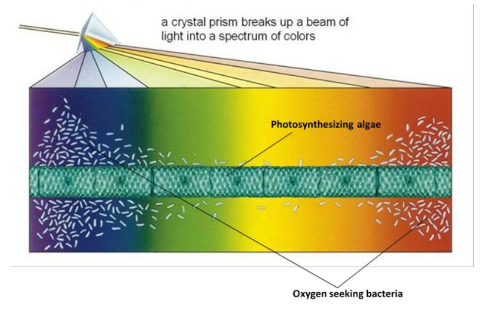 engelmann experiment ap bio