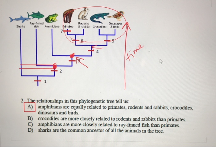 Solved Ray-fnned Rodente 2 The relationships in this | Chegg.com