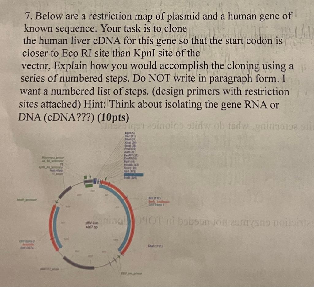 6. Below are a restriction map of plasmid and a human | Chegg.com