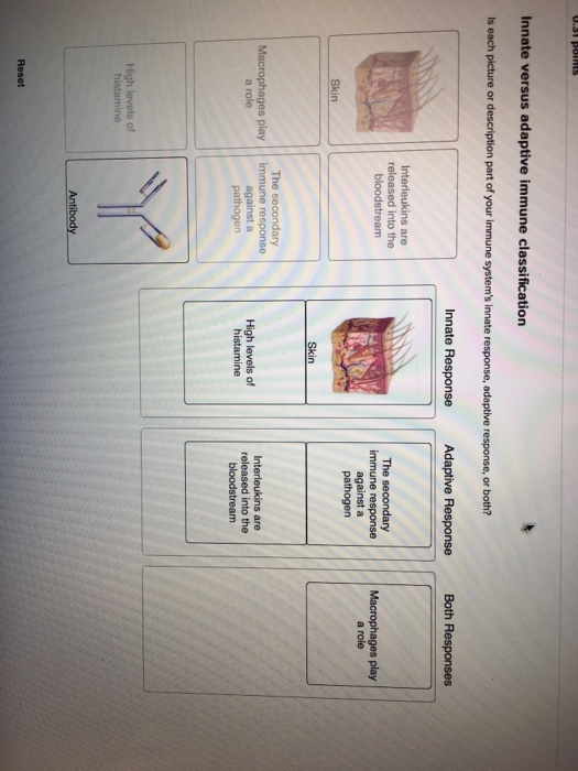 Innate Versus Adaptive Immune Classification Is Each Chegg