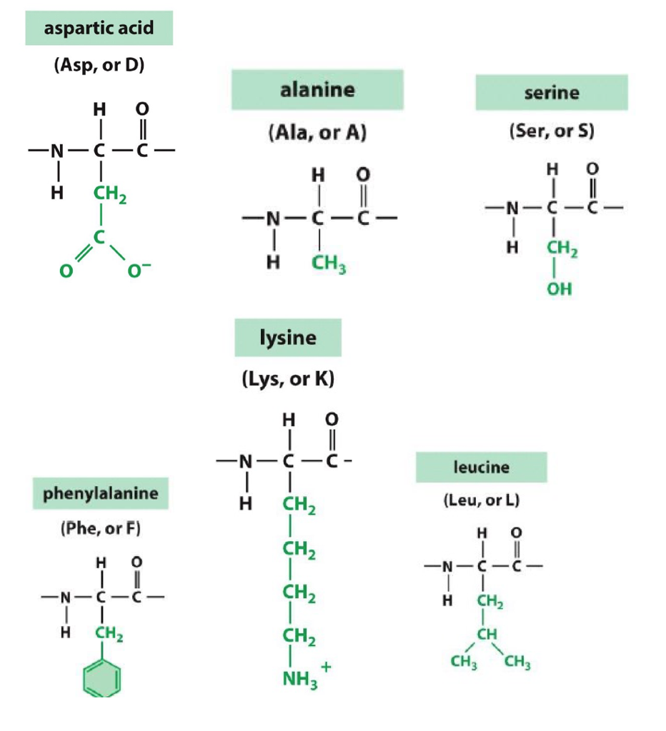 calculate pi of amino acid with r group