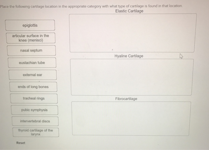 Solved Place the following cartilage location in the
