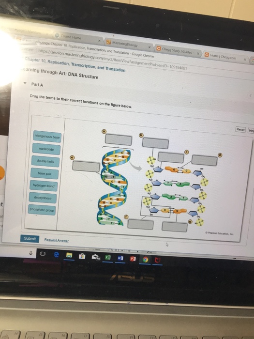Learning Through Art Dna Structure Masteringbiology