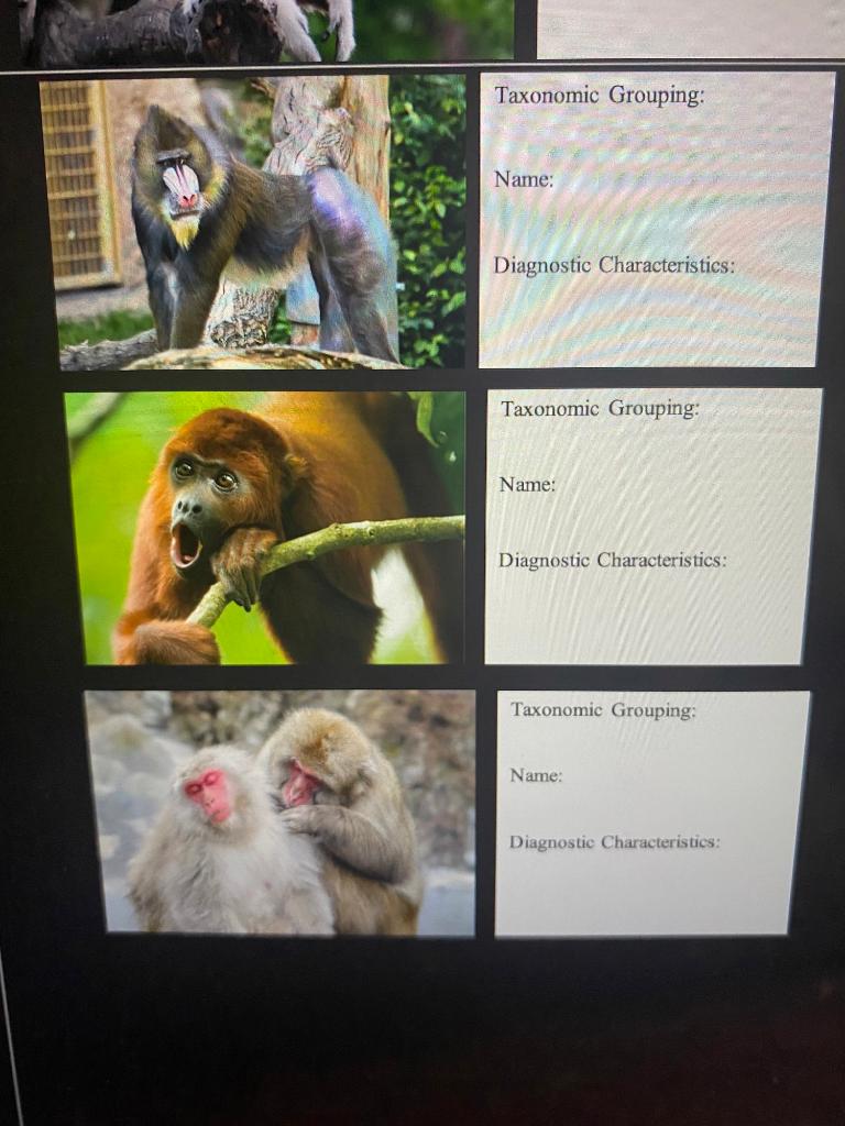 Solved Lab 4 Primate Identification PART I Primate vs.