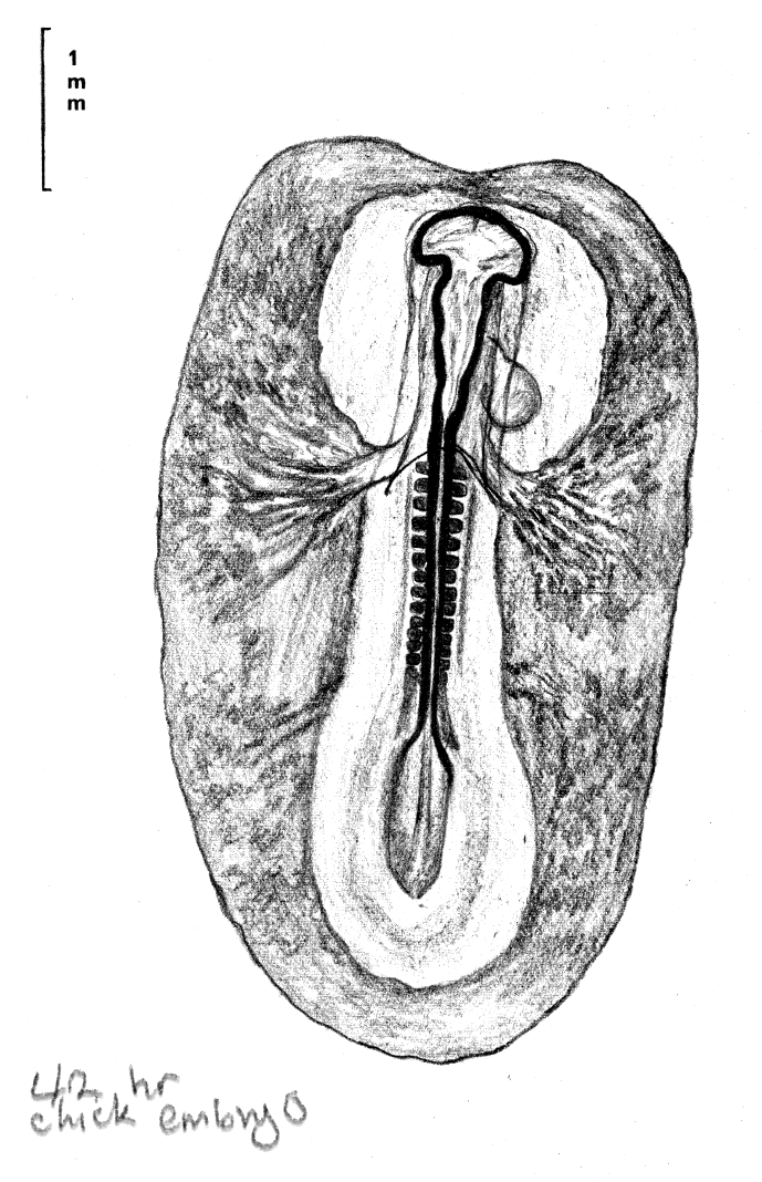 Solved Estimate what human embryonic stage the two chick | Chegg.com