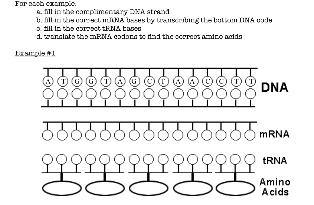 Solved For Each Example A Fill In The Complimentary Dna