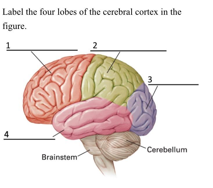 3 Anatomie du cortex. Le cortex cérébral présente 4 lobes