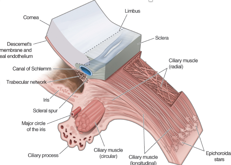ciliary body anatomy