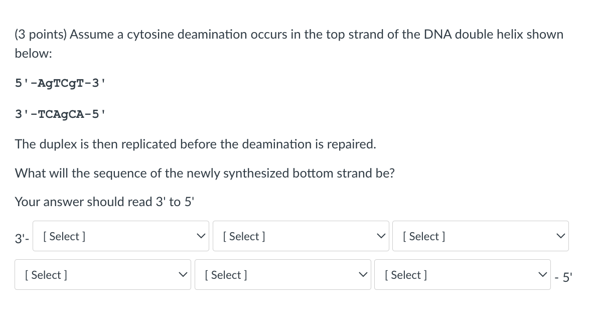 Solved (3 points) Assume a cytosine deamination occurs in | Chegg.com