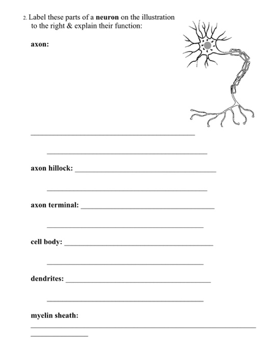 Label Parts Of Neuron