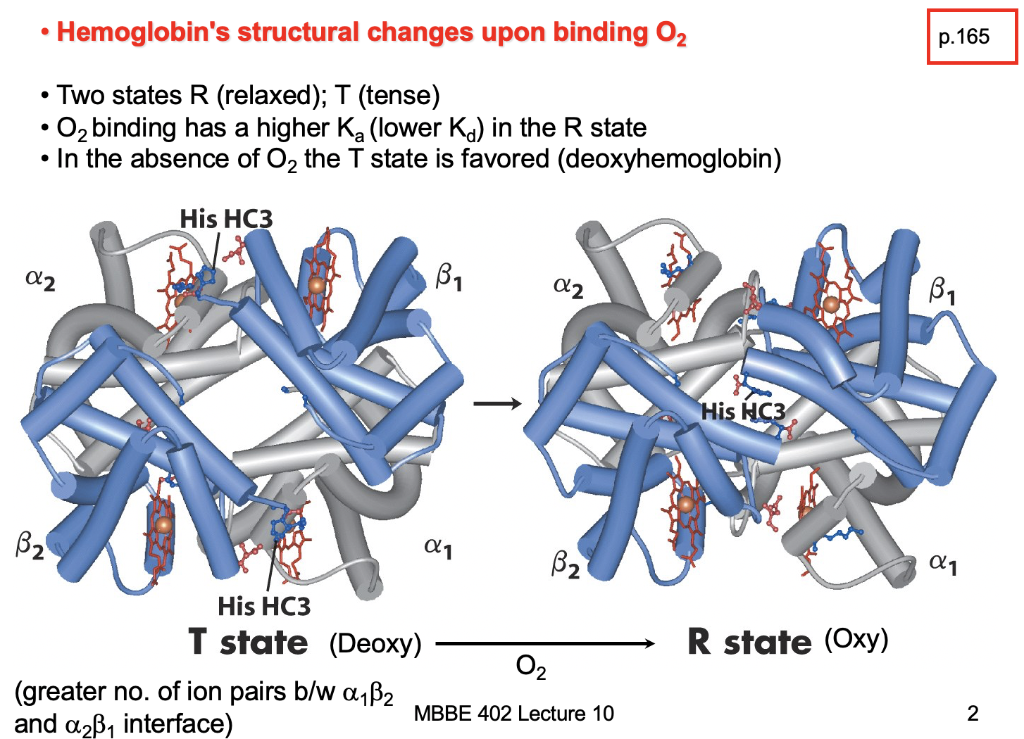 Solved 3. Hemoglobin (10 marks) 3.1 Briefly describe the | Chegg.com