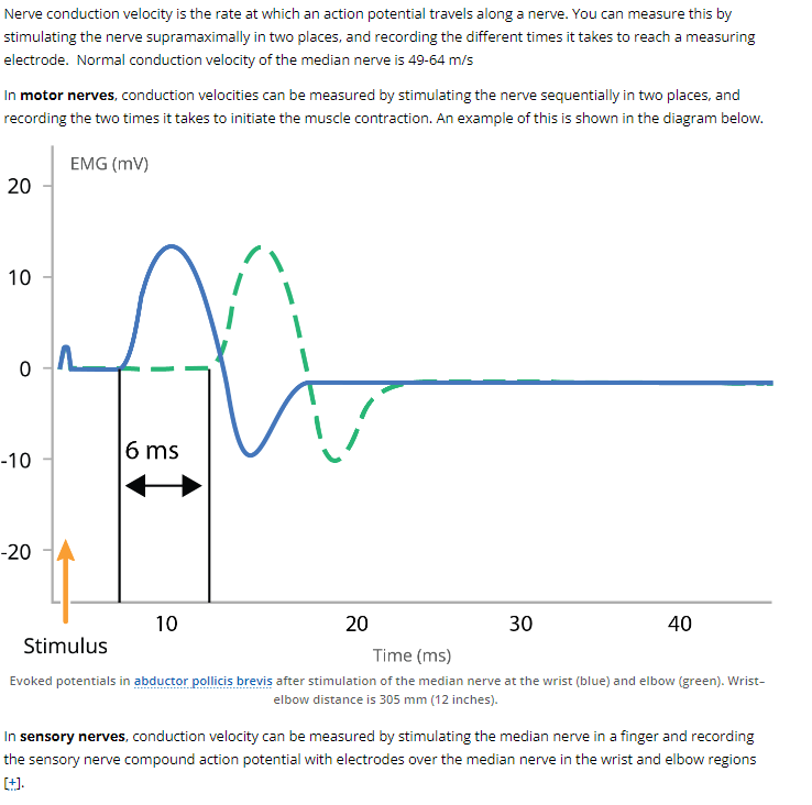 Solved Based on conduction velocity described above, which | Chegg.com