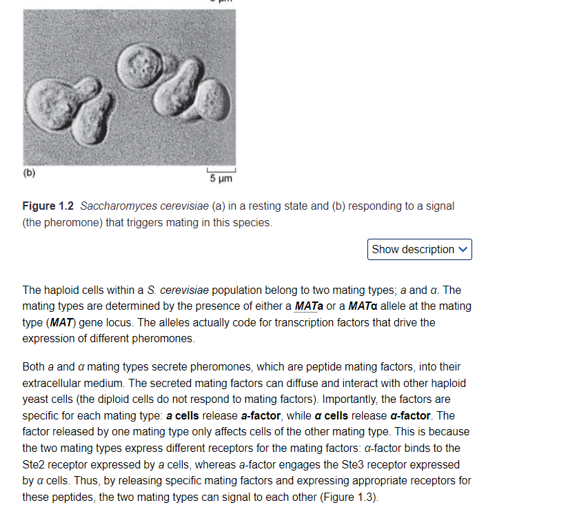 Solved 1 Yeast pheromones and the mating response Mating in