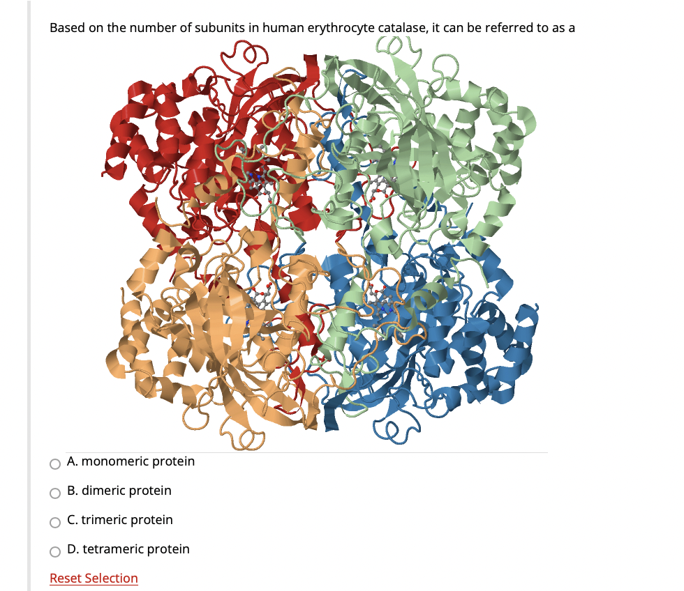 Solved Based on the number of subunits in human erythrocyte | Chegg.com