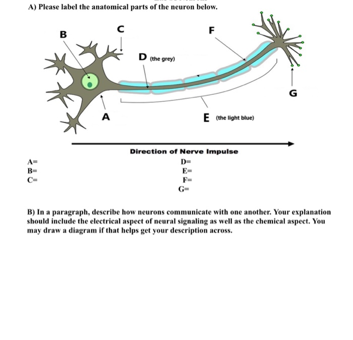 Label Parts Of A Neuron Quiz