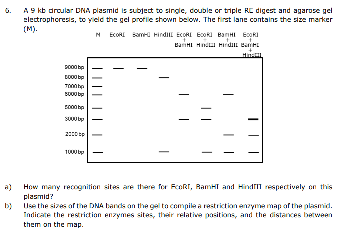 Solved 6. A 9 kb circular DNA plasmid is subject to single, | Chegg.com