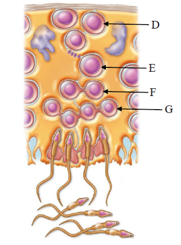 Solved Use the diagram below to answer # 3. 3. D, E, | Chegg.com