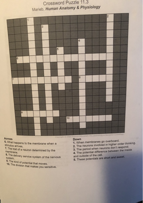 Solved Crossword Puzzle 11 3 Marieb Human Anatomy Chegg Solved Crossword Puzzle 11 3 Marieb Human Anatomy Chegg