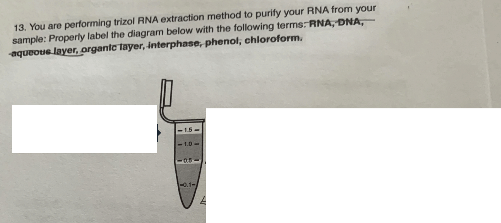 Solved 13. You are performing trizol RNA extraction method