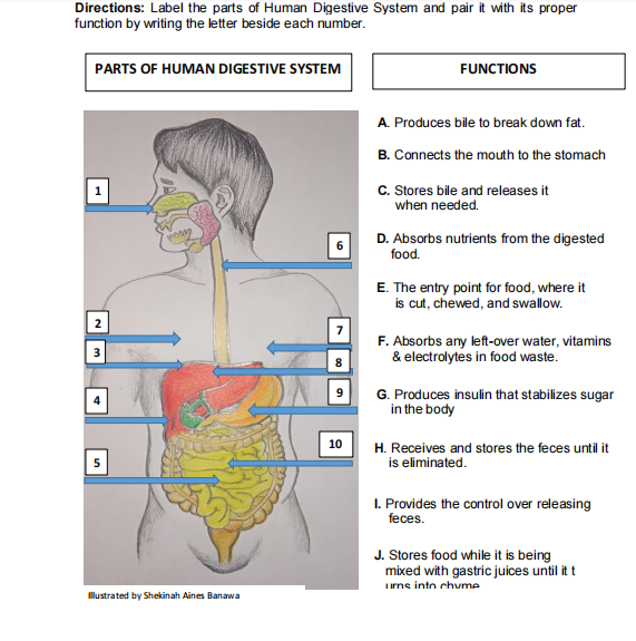 Parts of the Stomach and Their Functions