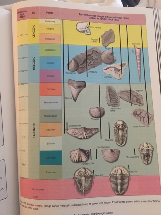 Solved Using Fossils to Date Rocks and Events Activity 3 | Chegg.com