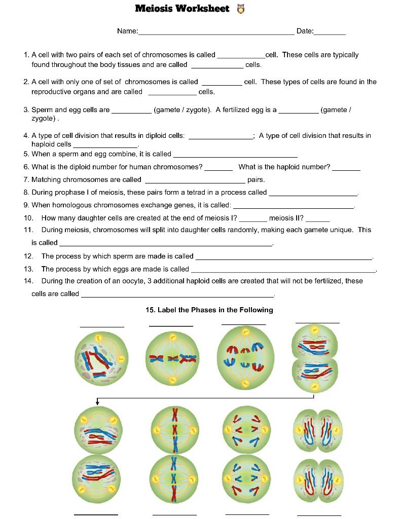 Solved Meiosis Worksheet 89 Name Date 1 A Cell With Two 0948