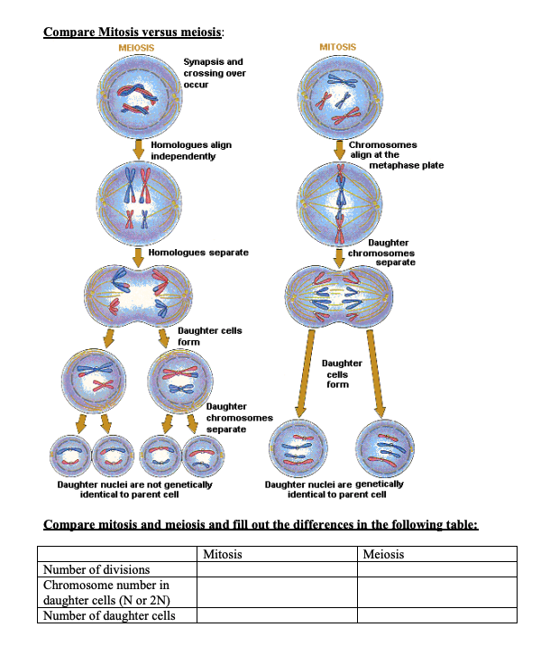 Solved Compare mitosis and mejosis and fill out the Chegg com