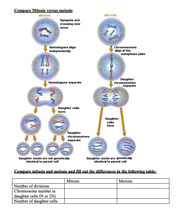 Solved Compare mitosis and mejosis and fill out the | Chegg.com