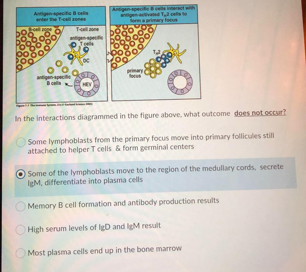 Solved Antigen-specific B Cells Enter The T-cell Zones | Chegg.com