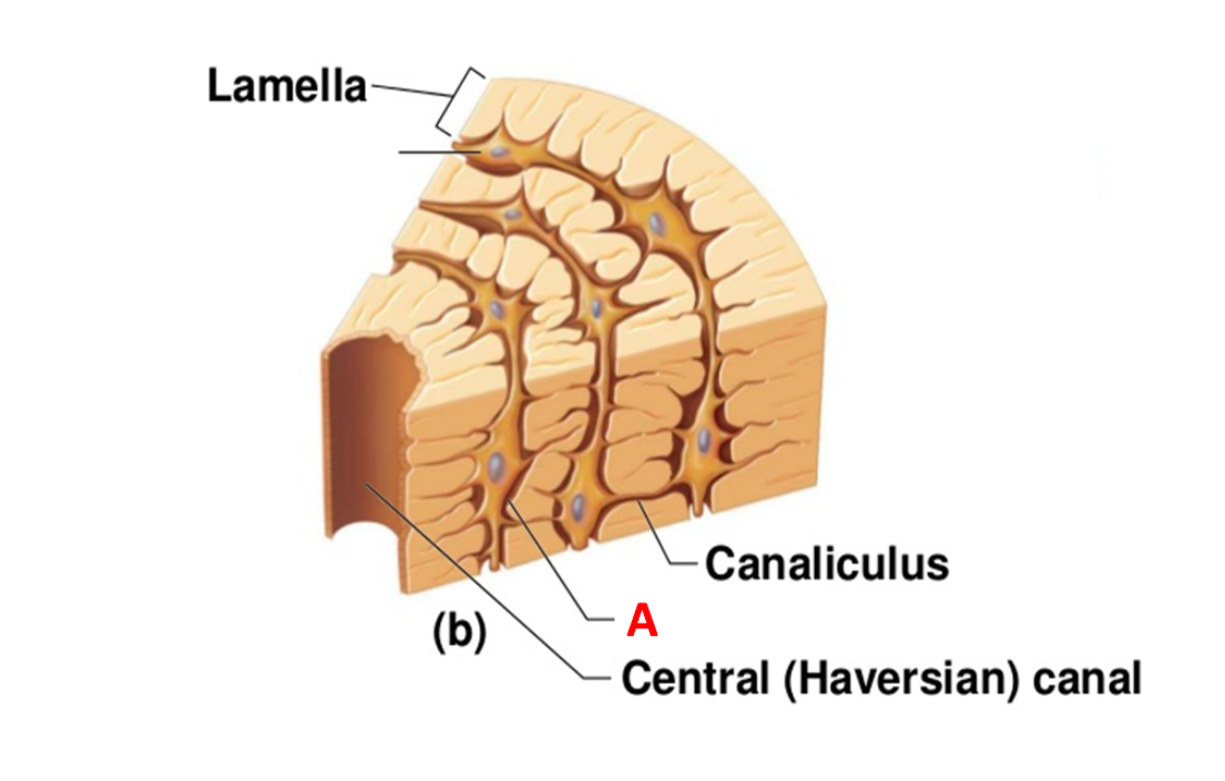 Solved Lamella (b) ) Canaliculus A Central (Haversian) canal