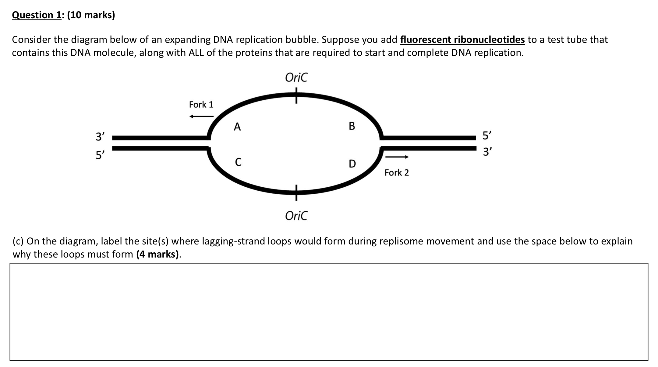 Solved Consider The Diagram Below Of An Expanding Dna 7137