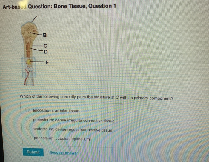Solved Artbased Question Bone Tissue, Question 1 Which of