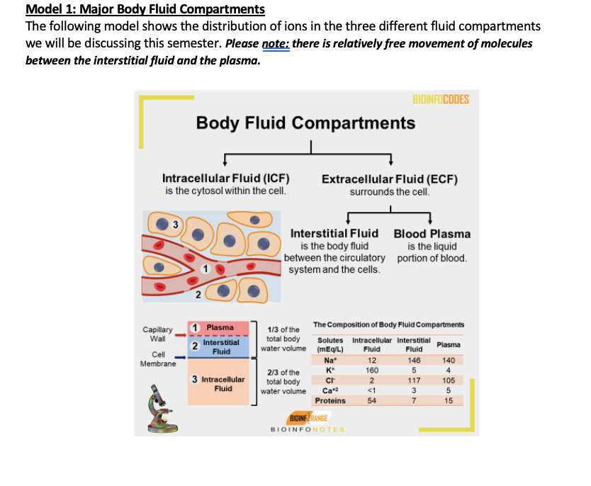 Solved Model 1: Major Body Fluid Compartments The following | Chegg.com