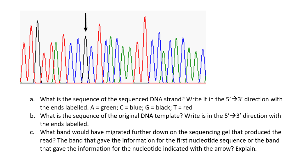 Solved a. What is the sequence of the sequenced DNA strand? | Chegg.com