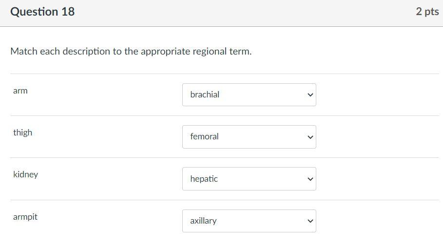 Match each description to the appropriate regional term.
arm
thigh
kidney
armpit