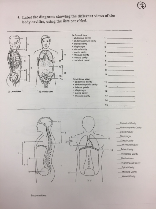 Human Body Cavity Diagram - Human Body Anatomy