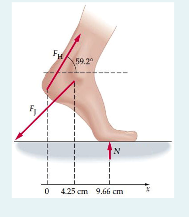 The figure shows the forces acting on a sprinter's | Chegg.com