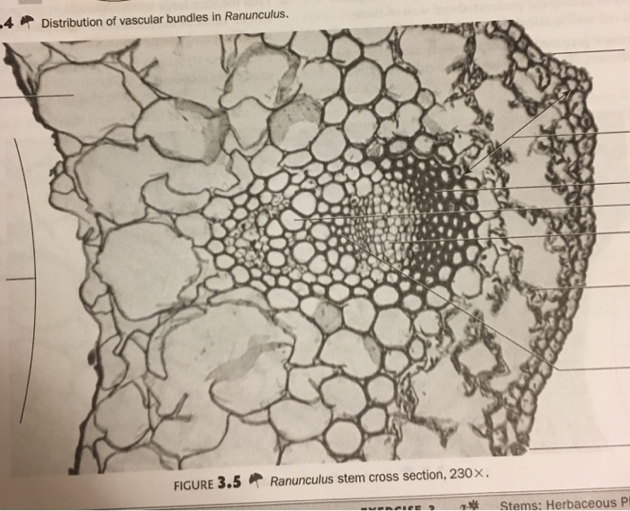 Solved 4 Distribution of vascular bundles in Ranunculus. | Chegg.com