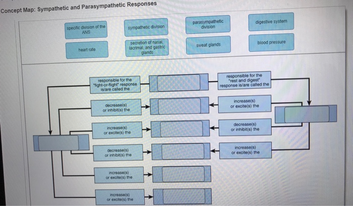 Solved Concept Map: Sympathetic and Parasympathetic | Chegg.com