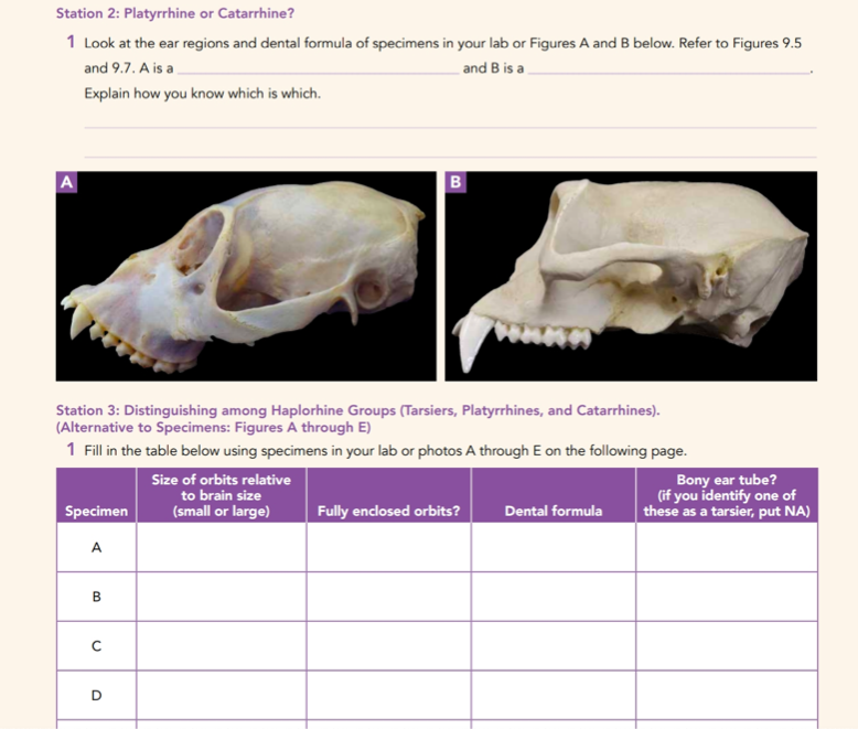 solved-station-5-is-it-a-platyrrhine-or-a-catarrhine-two-chegg