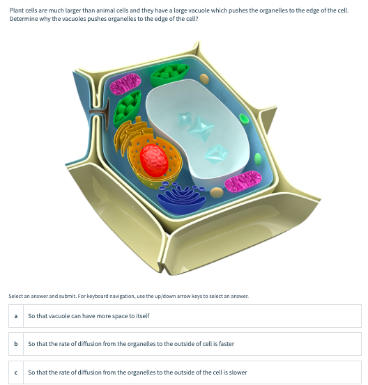 vacuole cell