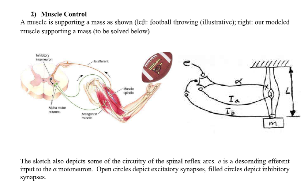 Solved 2) Muscle Control A Muscle Is Supporting A Mass As | Chegg.com