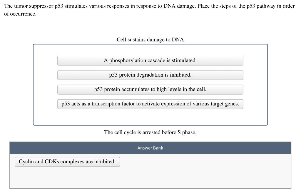 Solved The tumor suppressor p53 stimulates various responses | Chegg.com