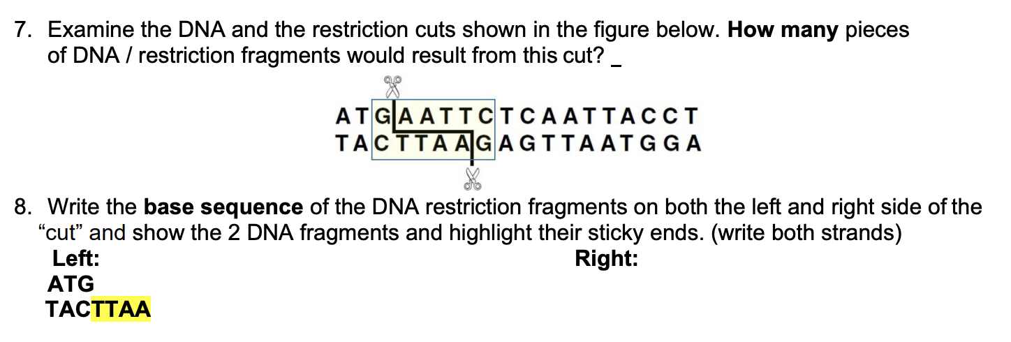 Solved 7. Examine The Dna And The Restriction Cuts Shown In 