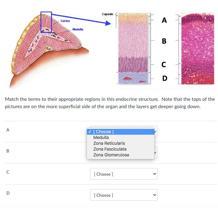 Solved Capsule A Cortex Medulla B D Match the terms to Chegg