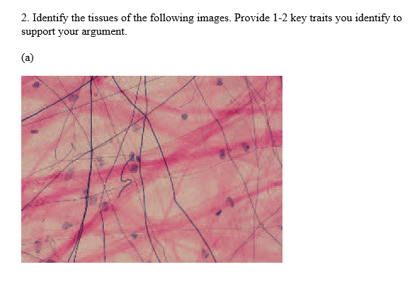 Solved 2. Identify The Tissues Of The Following Images. | Chegg.com