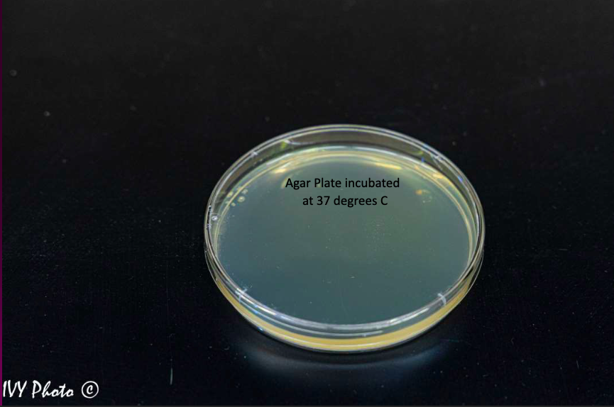 Solved Agar Plate incubated at 37 degrees C IVY Photo © | Chegg.com